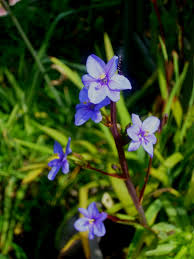 Image result for Aristea ecklonii