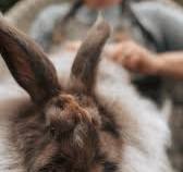 This angora bunny scarf took me months to make and it's now ...