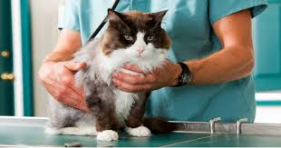 What causes distemper in cats? 9 Cat Diseases Easily Prevented With Vaccination And Deworming