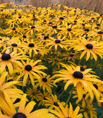 Image result for Nidorella pinnata