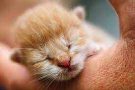 Removing Fleas From Newborn Kittens Cat World Cute Baby Animals Baby Animals Cute Animals