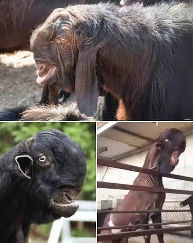 Damascus goat breed with unique facial features