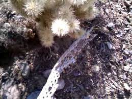 They are a result of several years of teaching people and two years of filming and editing. How Jumping Cactus Stick To You Youtube