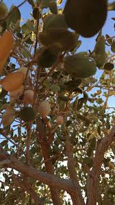 Image result for Dobera