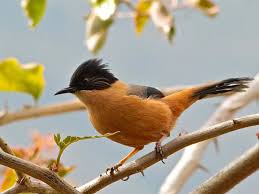 Orange Birds Of Western Washington Pulie Badze Sanctuary In Nagaland India Bird Nagaland Bird Art