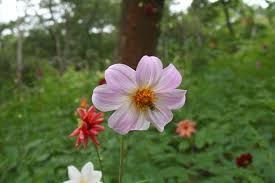 Image result for Dahlia sp. (cultivar)
