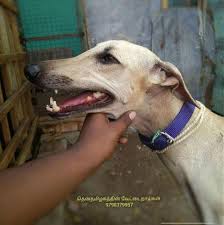 Chippiparai Kanni Rajapalayam Dogs Sales Madurai Zamroo #chippiparaidog #sippiparaidog #hounddog #chippiparainaai #southofindiadogbreed #tamilnadudog #sighthoundbreed #kanni #chippiparai #rajapalayam #rajapalayamdog #sippiparai #sippiparairajapalayam. chippiparai kanni rajapalayam dogs