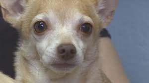 Birds cats dogs fish & reptile pets horses livestock other pets pet services & stores pet supplies pets lost & found pets wanted. Two Local Chihuahuas Looking For New Home Kobi Tv Nbc5 Koti Tv Nbc2