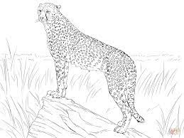 Push pack to pdf button and download pdf coloring book for free. Cheetah Coloring Pages For Adults Coloring Pages Blog Mobile
