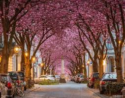The table below lists the average dates on which cherry trees open their first blossoms and reach full bloom for selected cities. Vivid Cherry Blossom Avenue In Bonn Germany Places To See In Your Lifetime
