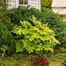 Image result for Rogiera cordata
