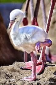 Google Profiles Beautiful Birds Pet Birds Pretty Birds