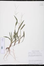 Image result for Axonopus