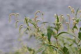 Image result for Persicaria lapathifolia