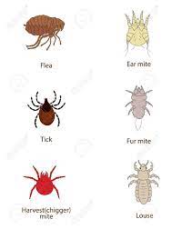 Was Wissen Sie Uber Parasiten Haut Und Pelz Parasiten Vektor Set Floh Zecken Ohrmuschel Pelz Mite Ernte Mite Laus Verbreitung Der Infektion Lizenzfrei Nutzbare Vektorgrafiken Clip Arts Illustrationen Image 76874115