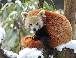 Pin By On The Lovely Ones Animals Koala Bear Paw
