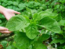 Tanaman ini gampang berbunga, karena yang memiliki manfaat adalah daunnya maka sebaiknya harus sering di pangkas agar kemudian untuk obat tekanan darah rendah atau hypertensi, ambil 7 ujung. Tanamsendiri Com Grow Your Own Ogos 2013