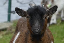 Goat 2 Meeting Zoom Calls Allow You To Have Exclusive Sessions With This Farm S Goats And Llamas