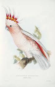 Illustrations Of The Family Of The Psittacidae Or Parrots Lear Edward 1812 1888 Illustrations Of The Family Of Psittacidae Or Parrots The Greater Part Of Them Species Hitherto Un Parrots Art Bird Art Bird Prints