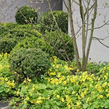 Bodendecker Erfolgreich Pflanzen Bodendecker Pflanzen Garten Pflanzen