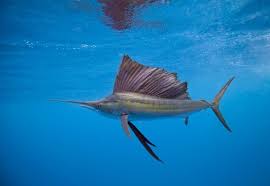 The Fastest Animals On The Planet Water Animals Ocean Creatures Sea Animals