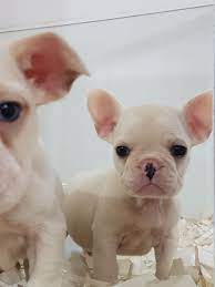 1 kedi 1 kopek sahiplendirme ilanlari bulldog buldog kopek