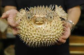 Tuhan kita telah membuat alam raya sedemikian rupa, indah dan sempurna. Ikan Buntal Pufferfish Myrokan