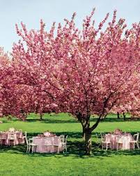A Pink Party Under A Pink Tree Swoon Cherry Blossom Wedding Wedding Themes Wedding