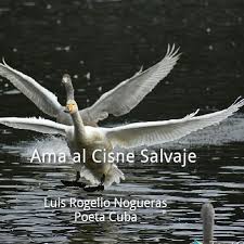 Marta Bercy - Official | Del Poema "Ama al Cisne Salvaje" de Luis Rogelio  Nogueras (La Habana, 1944-1985) #LuisRogelioNogueras #TalentoCubano |  Instagram