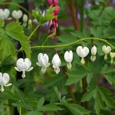 Image result for Dicentra spectabilis alba