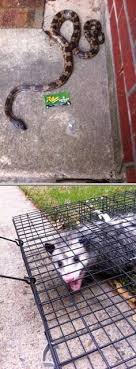 We've selected the best pest control companies in your area and have used our comparative analysis to provide a complete list of coverage offered. 27 Pest Control In Houston Ideas Pest Control Pest Control Services Pests