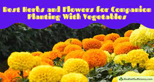 What should you avoid companion planting with sweet alyssum. 12 Best Herbs And Flowers For Companion Planting With Vegetables