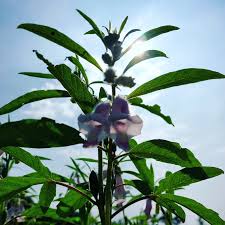 Image result for Sesamum radiatum