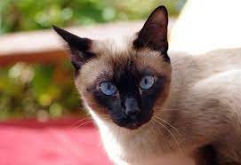 They started referring to cats having lynx markings as lynx. Siamese Cat Names 500 Names For Male Female Siamese Cats