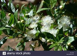 Common Myrtle Flower Pictures Best Flower Wallpaper