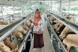 Berikut ini tips melakukan peternakan kambing modern yang harus anda coba : Cerita Vita Berhenti Jadi Dosen Berstatus Pns Pilih Beternak Kambing Jejaknya Diikuti 30 Milenial Halaman All Kompas Com