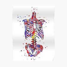 Learn about anatomy torso with free interactive flashcards. Human Anatomy Posters Redbubble