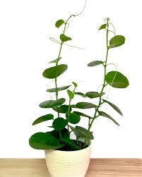 Image result for Cissus rotundifolia