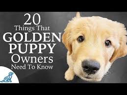 Maybe you would like to learn more about one of these? How To Know About Best Bully Sticks For Golden Retrievers Usemycoupon