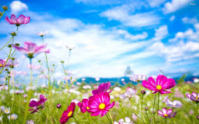 Natural Flower Wallpaper Hd 2020 Live Wallpaper Hd Beautiful Flowers Images Flower Images Flower Wallpaper