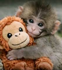 Before Punch, there was Otome &mdash; a little story from the same zoo that many  people never knew. Around 17 years ago, back in 2008 at Ichikawa Zoo,  another baby macaque was