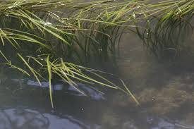 Image result for Zostera capensis