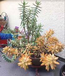 Check spelling or type a new query. Succulents Stretching And Getting Leggy Why And What To Do Succulent Plant Care