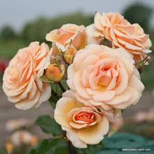 Don't forget our moment until now」 【sweet garden 3rd album】 sweet garden world. Sweet Honey Floribunda Roses Plant O Fix Delivery Type Garden Roses Rosen Kordes