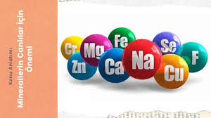 Onemi or national office of emergency of the interior ministry is a chilean government agency dedicated to the prevention, organization, coordination and information relative to natural disasters. Minerallerin Canlilar Icin Onemi Konu Anlatimi 2021