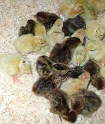 Wachteln Aufziehen Wachteln Nutztiere Tierbabys