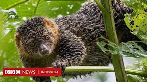 Oct 03, 2019 · bald eagle atau elang botak menjadi ikon dan juga simbol negara amerika serikat. Pulau Ganjil Di Indonesia Tempat Pertemuan Monyet Dan Hewan Berkantung Bbc News Indonesia