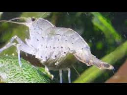 Amano Shrimp Fanning Eggs In Fresh Water Aquarium Amano Shrimp Aquarium Shrimp
