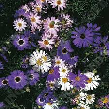 Image result for Brachycome