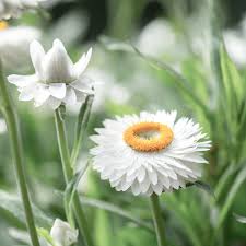 Image result for Helichrysum decorum